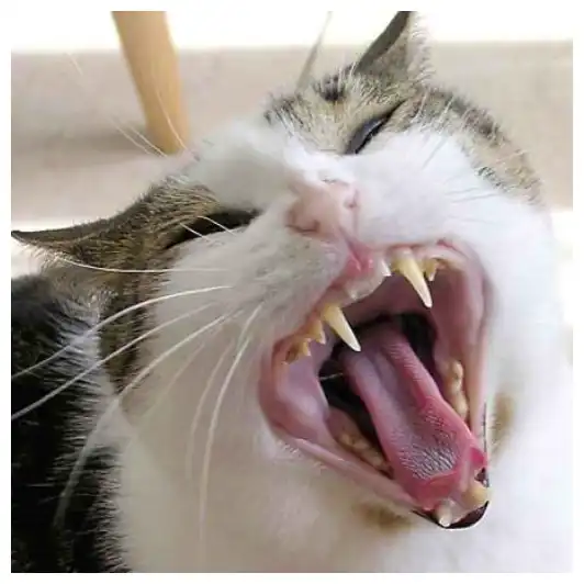 Mind-Control Parasites: Zombie Hosts & Eye Worms Biology Toxoplasma gondii