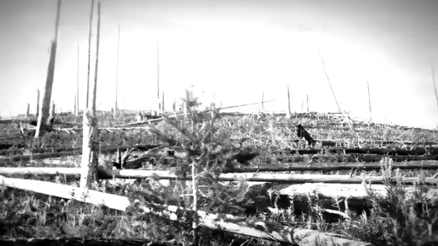 Tunguska Event 1908: The Siberian Asteroid Blast Explained Tunguska blast