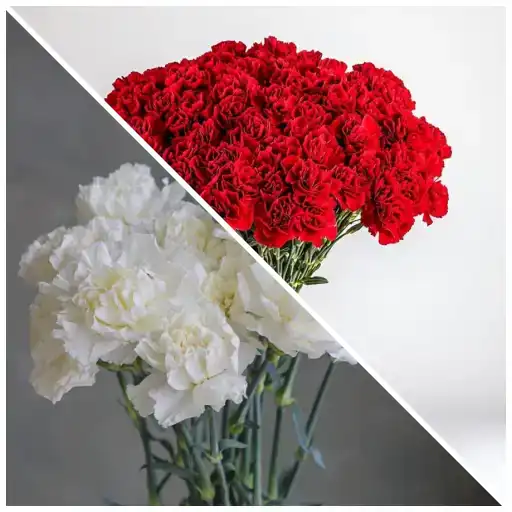 History of Mother’s Day: Why Founder Anna Jarvis Regretted It red and white carnations