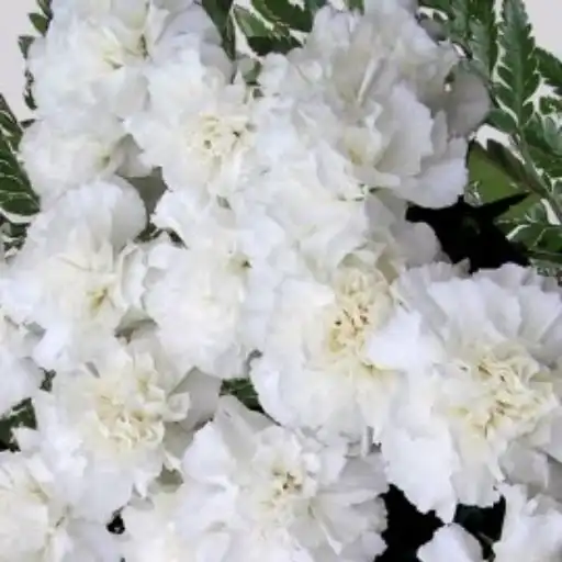 History of Mother’s Day: Why Founder Anna Jarvis Regretted It white carnations