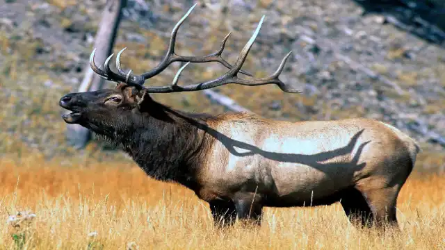 Is It Illegal to Kill Bigfoot? Inside the Sasquatch Law Bearded Elk