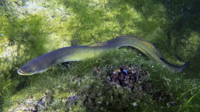 Giant Eel DNA Theory