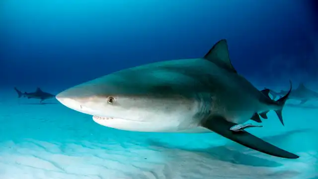 Great White vs Bull Shark