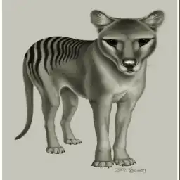 Are Tasmanian Tigers Still Alive? Thylacine Sightings Explained Hunt for the Thylacine