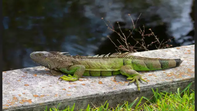 Loveland Frogman Mystery