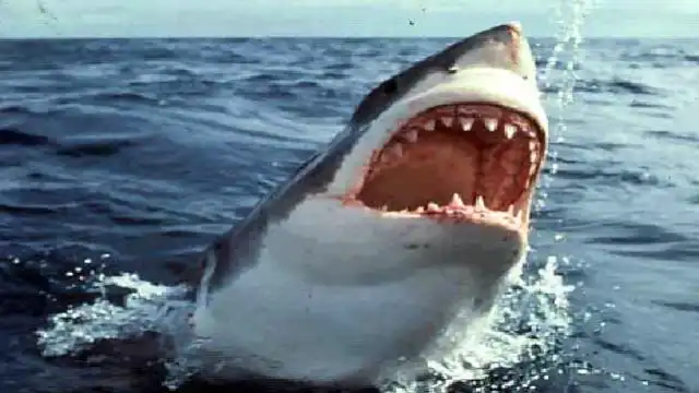 New Jersey Shark Attacks