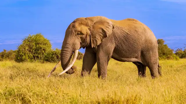 Staying Inside vs Outside Safari Parks: Safari Lodging Guide Do Animals Care About Maps