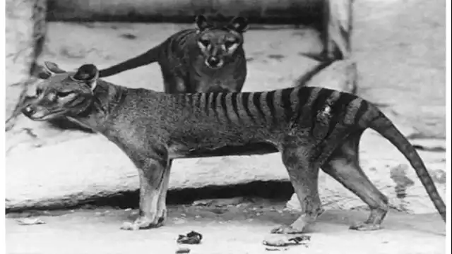 Are Tasmanian Tigers Still Alive? Thylacine Sightings Explained Tasmanian Tiger Sightings