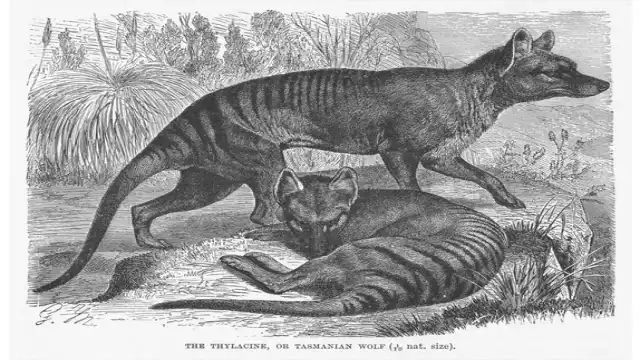 Are Tasmanian Tigers Still Alive? Thylacine Sightings Explained Thylacine Mystery