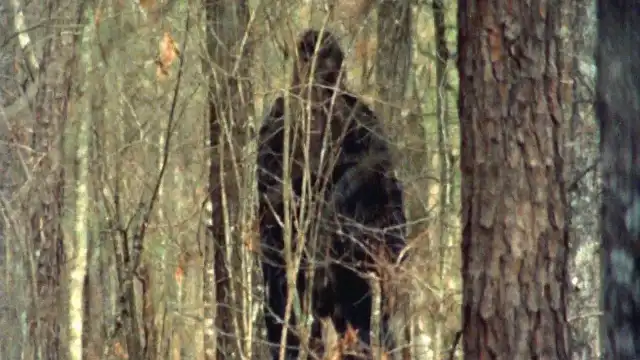 Fouke Monster True Story: Real Eyewitness Accounts & Archives legend of boggy creek