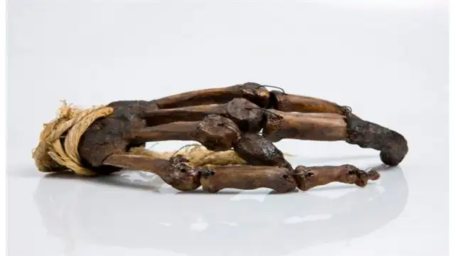Yeti DNA Results Explained: True Story of the Pangboche Hand legendary Pangboche hand