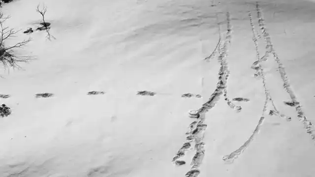 Yeti DNA Results Explained: True Story of the Pangboche Hand yeti mysterious footprints
