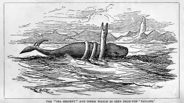 1877 Sea Serpent: Mystery of the Barque Pauline Monster Sea Serpent Mystery