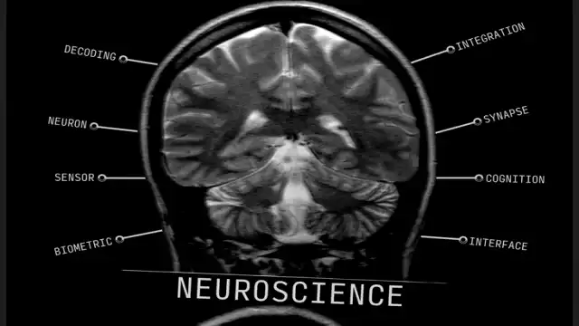 Brain MRI analysis for neural markers