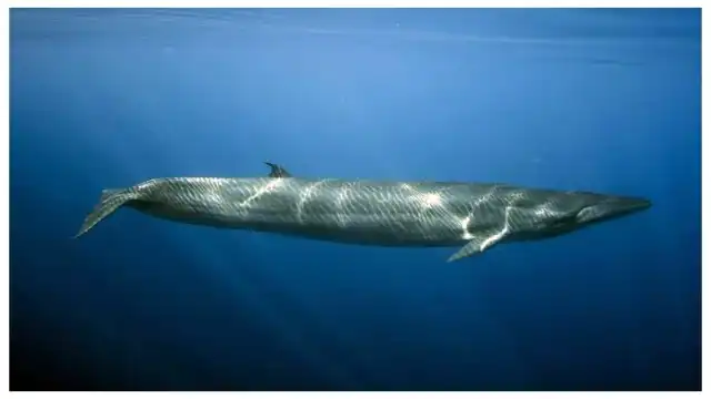 Bryde's whale in open ocean