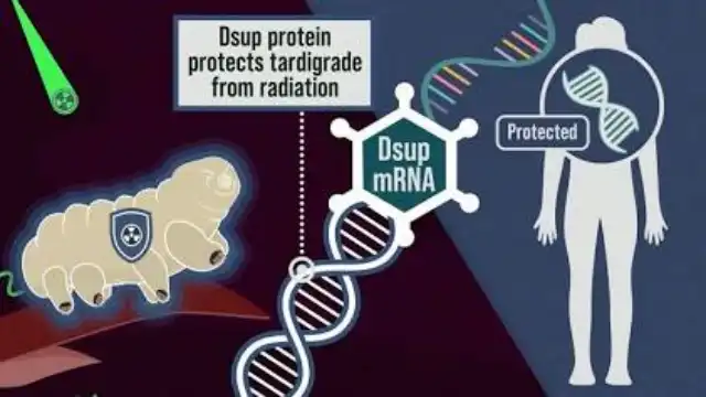 Dsup mRNA protects healthy tissue