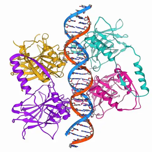 Dsup protein shielding a DNA double helix