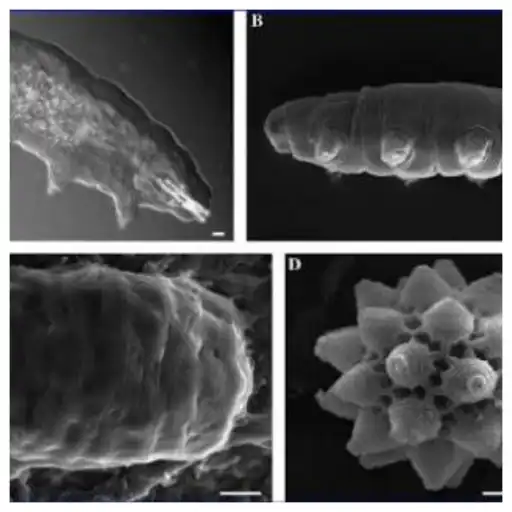 Microscope view of tardigrades