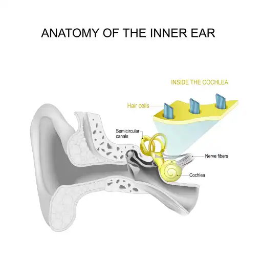 Microscopic hair cells inside the cochlea