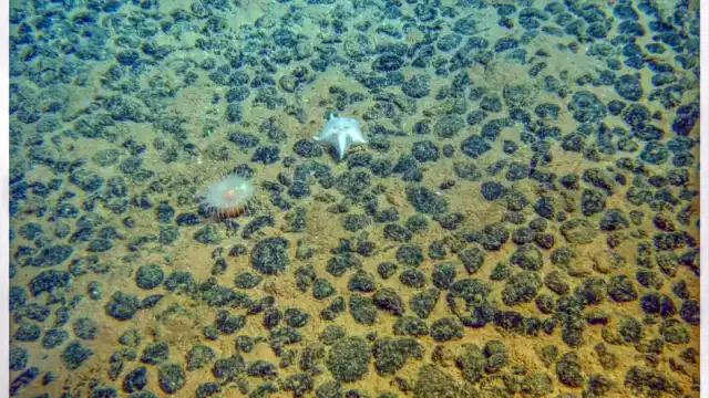 Polymetallic nodules