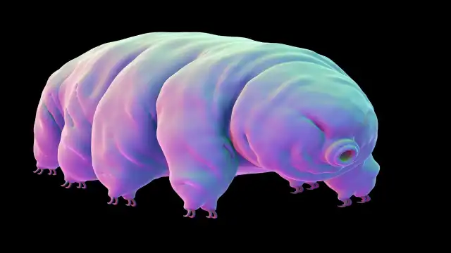 Tardigrade curled into a protective tun state