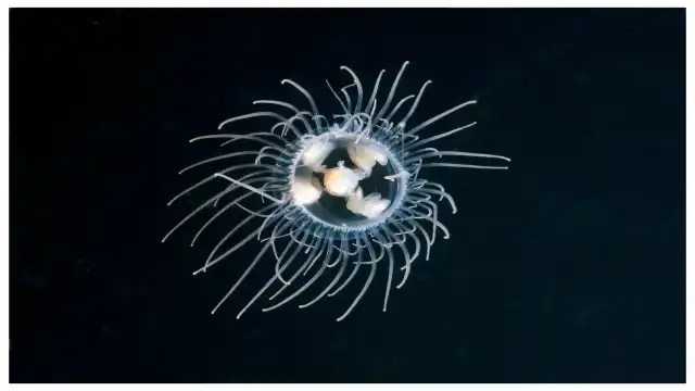 Turritopsis dohrnii hydrozoan