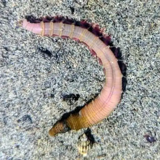 adult lugworm exposed