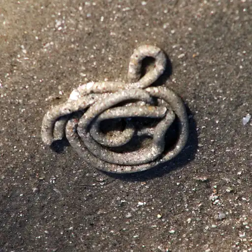 coiled lugworm sand casting