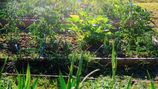 18 Practical Skills to Build Household Economic Resilience fresh vegetable production