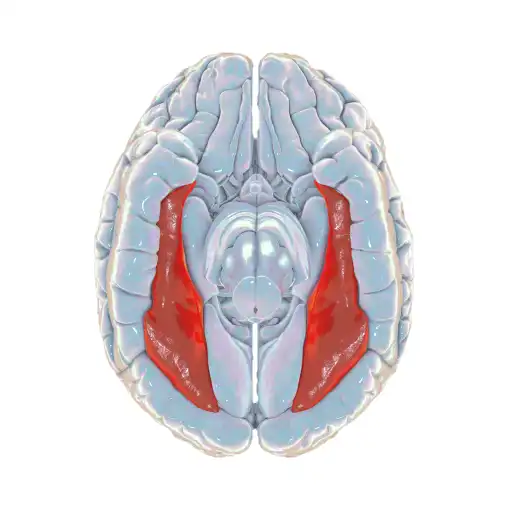 Prosopagnosia: Causes, Symptoms, and Diagnosis Guide fusiform gyrus highlighted
