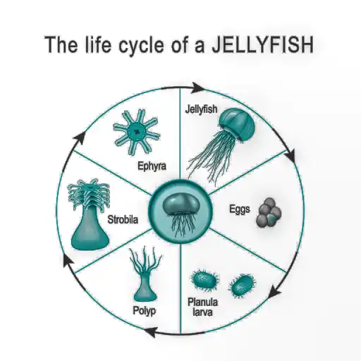 jellyfish developmental life cycle