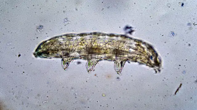 water bear under light microscope