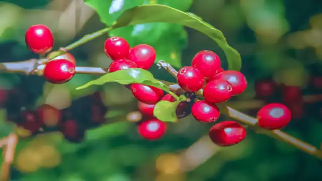 Arabica vs Robusta Coffee: Taste, Caffeine & Chemistry Coffea arabica