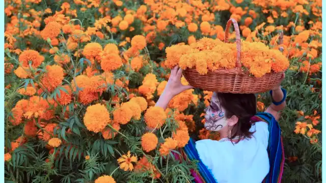 Día de los Muertos vs Halloween: Real History & Meaning Harvesting cempasúchil marigolds