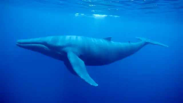 26 Earth Facts That Sound Like Myths (But Are Real) blue whale is big