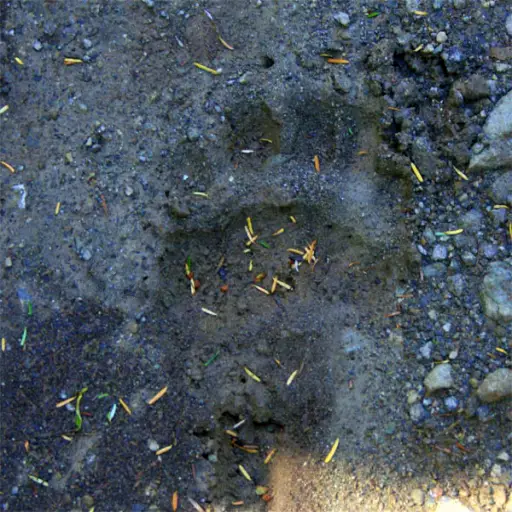 Unexplained Footprints: The Mystery of Bigfoot in North America Footprint in the Mud