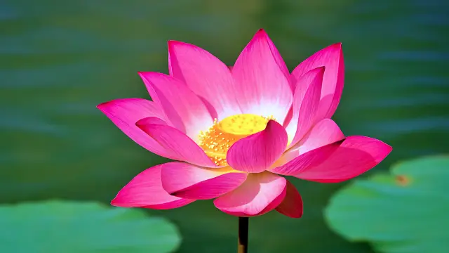 SAARC National Flowers: Symbols of South Asia Indian lotus flower