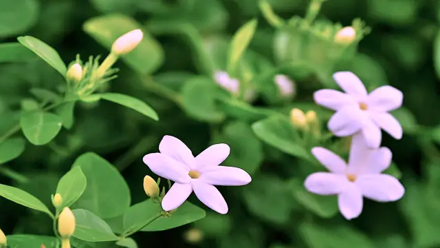 SAARC National Flowers: Symbols of South Asia Pakistan’s jasmine