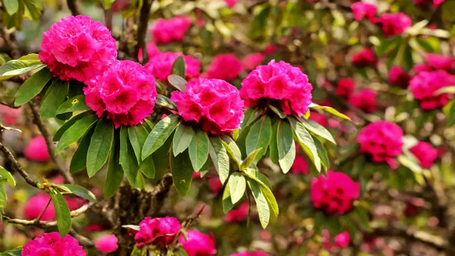 SAARC National Flowers: Symbols of South Asia Rhododendron arboreum