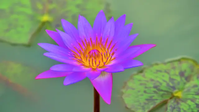 SAARC National Flowers: Symbols of South Asia Nymphaea nouchali