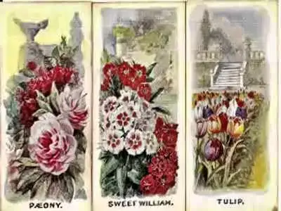 Collector’s Guide to the Vintage World of Cigarette Cards Titans of Tobacco