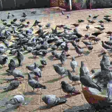 10 Weird Laws Around the World Every Traveler Should Know Venice, Italy: A War on Pigeons