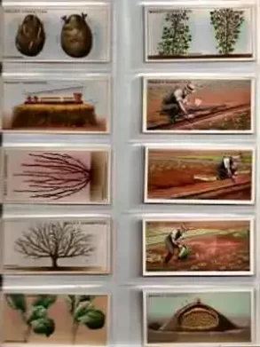 Collector’s Guide to the Vintage World of Cigarette Cards Wholesale Society